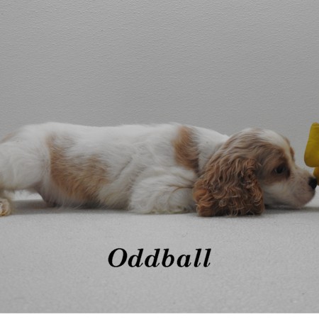 puppy, for, sale, Cocker Spaniel, Joe & Cherri  Overlease, dog, breeder, Miller, MO, dog-breeder, puppy-for-sale, forsale, nearby, find, puppyfind, locator, puppylocator, aca